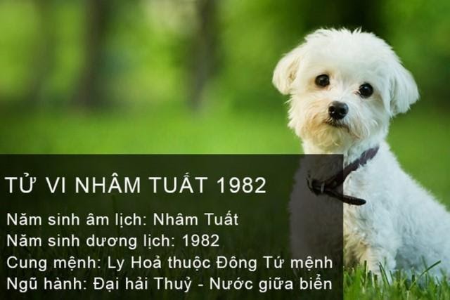 Tử vi trọn đời tuổi Nhâm Tuất nam mạng 1982: Giải mã cuộc đời, sự nghiệp, tình duyên & phong thủy