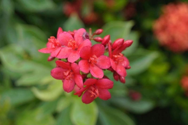 tử vi sự nghiệp ngày mai