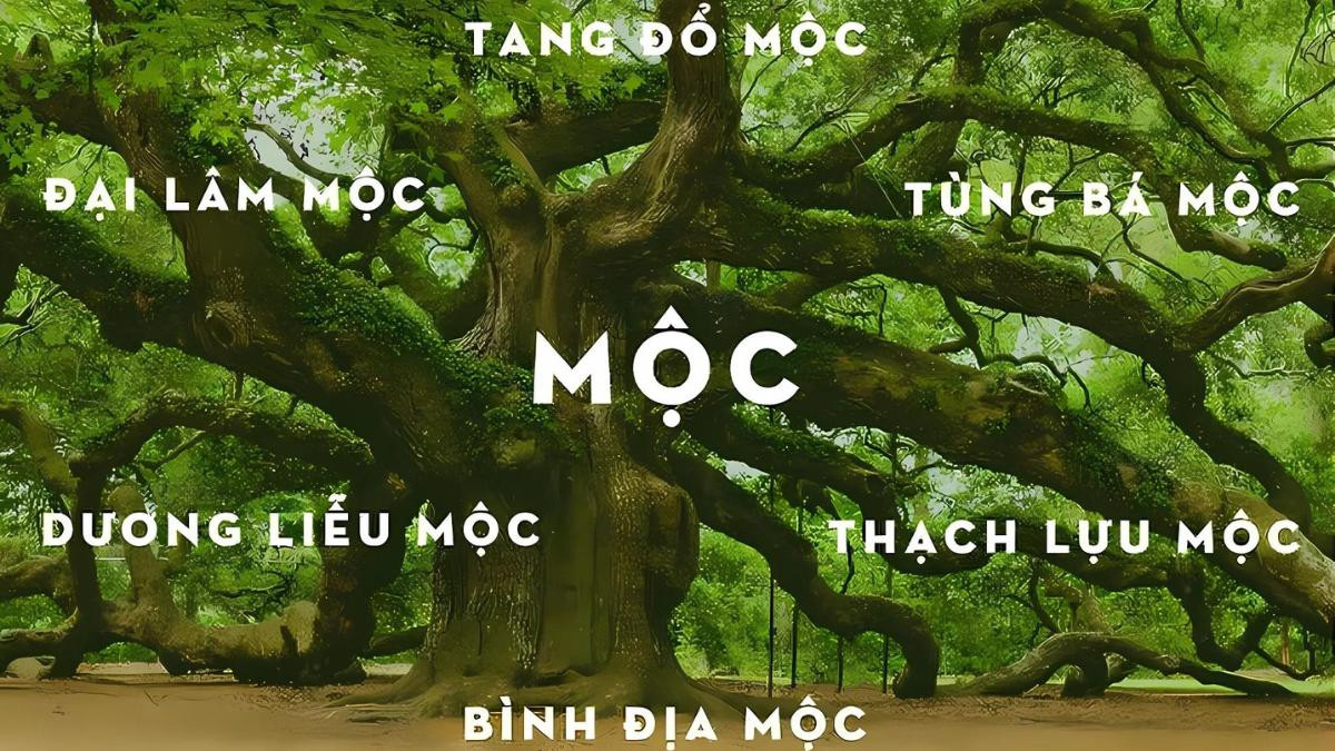 6 nạp âm của mệnh Mộc và ý nghĩa đặc trưng