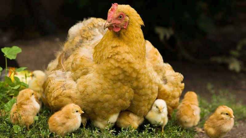 Bảng chu kỳ và cách tính hạn Tam Tai cho các con giáp.