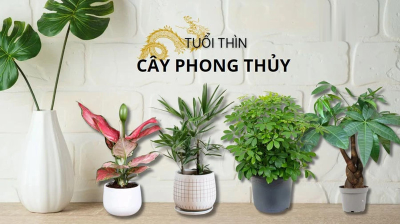 Các loại cây cảnh phong thủy xanh tốt, mang lại may mắn cho người tuổi Bính Thìn sinh năm 76