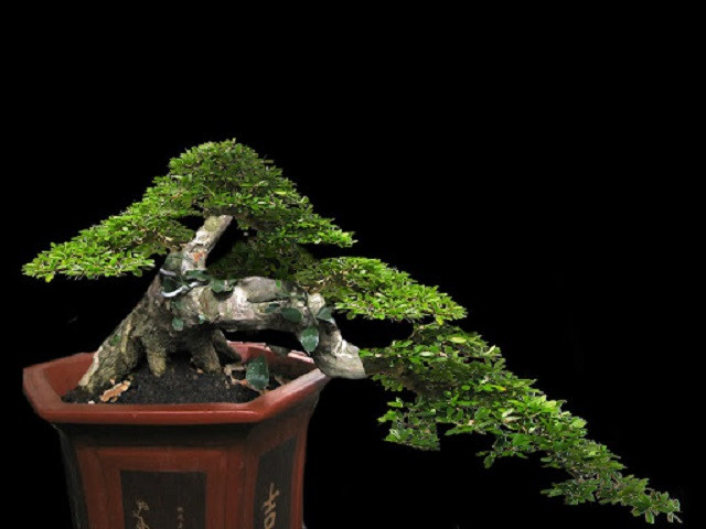 Các loại cây linh sam phổ biến