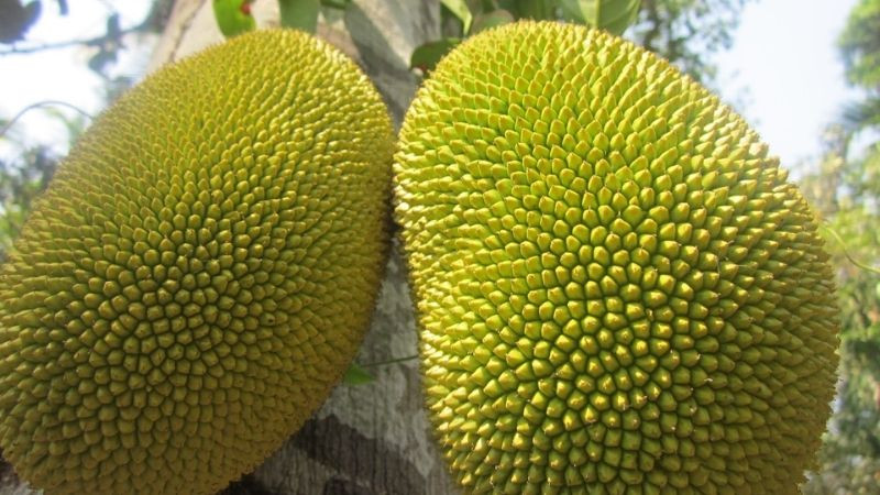 Các loại quả có gai nhọn, không thích hợp để bày trên mâm cúng tổ tiên ngày Rằm.