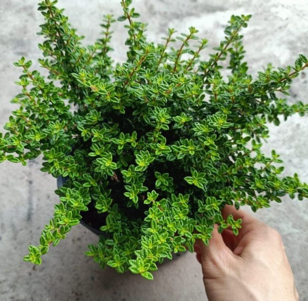 Cách trồng cây hàm hương, chọn đất và vị trí