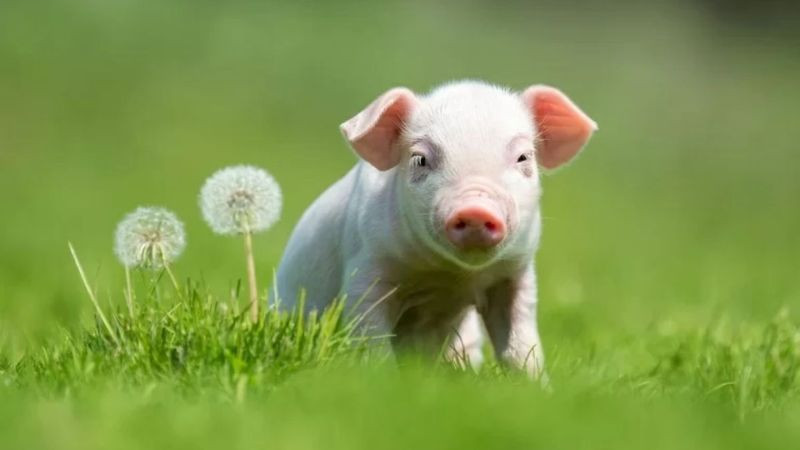 Cặp vợ chồng băn khoăn về tuổi kỵ sinh con năm Tân Hợi 2031