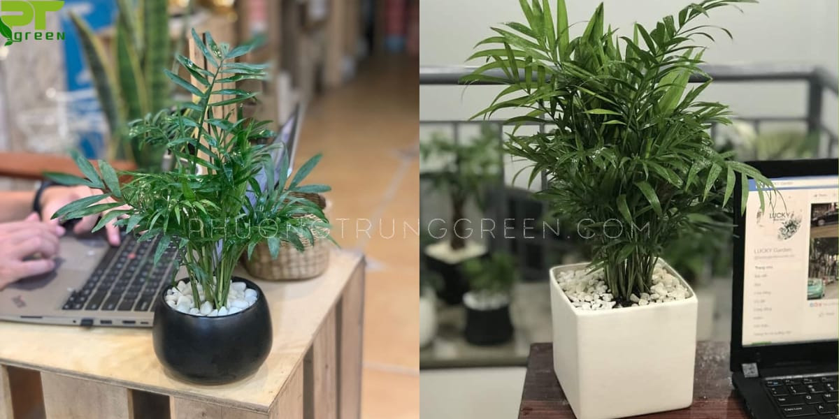 Cau tiểu trâm để bàn làm việc