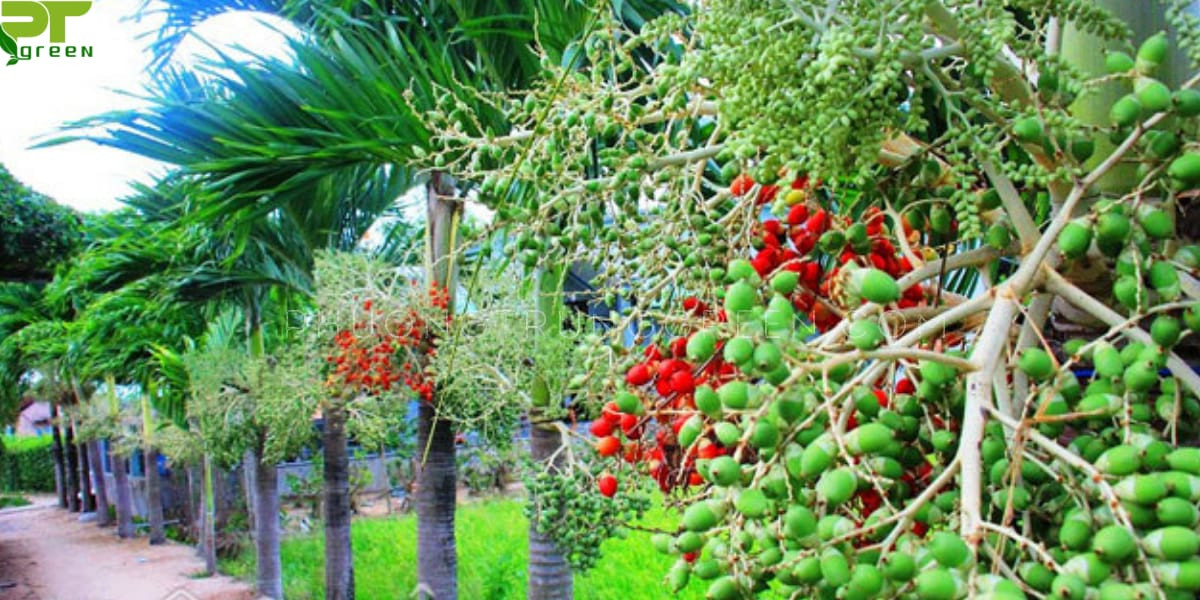 Cây cau cảnh quả đỏ rực rỡ