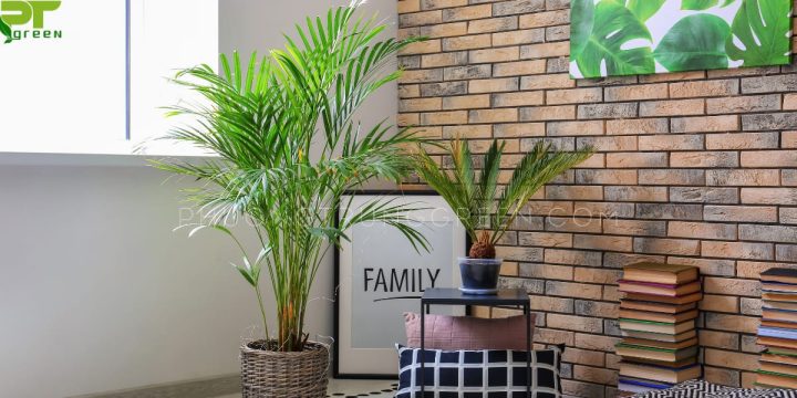 Cây cau cảnh xanh tươi hợp mệnh gia chủ