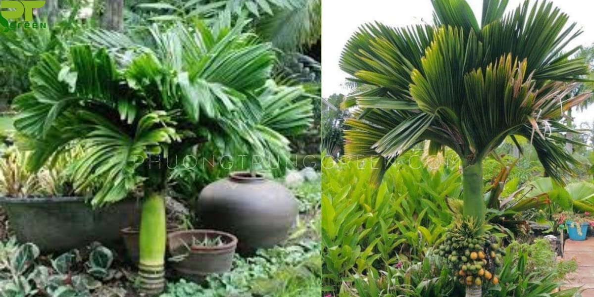 Cây cau tứ quý cảnh với dáng lùn độc đáo