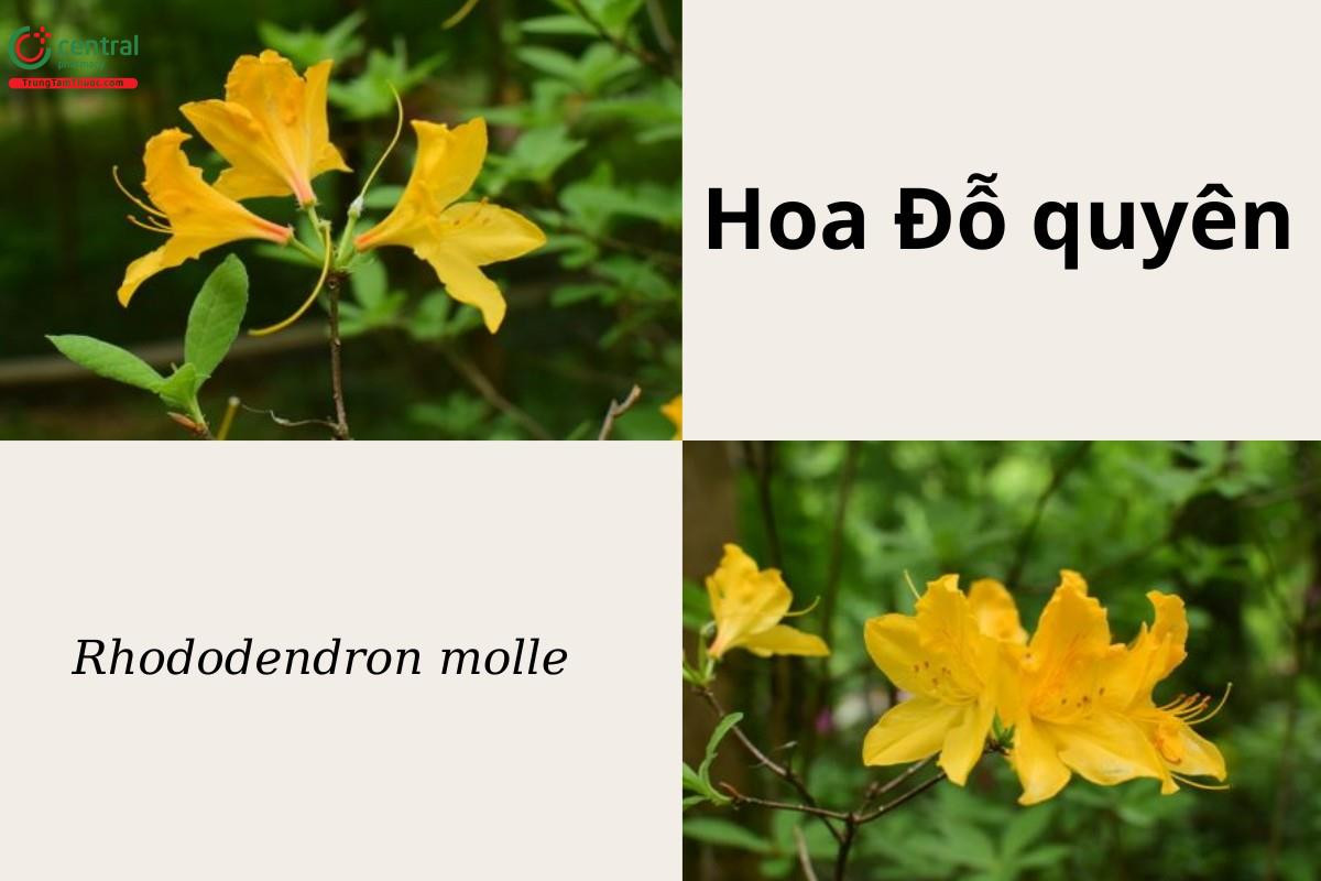 Cây đỗ quyên đang nở rộ những bông hoa hồng tím lãng mạn