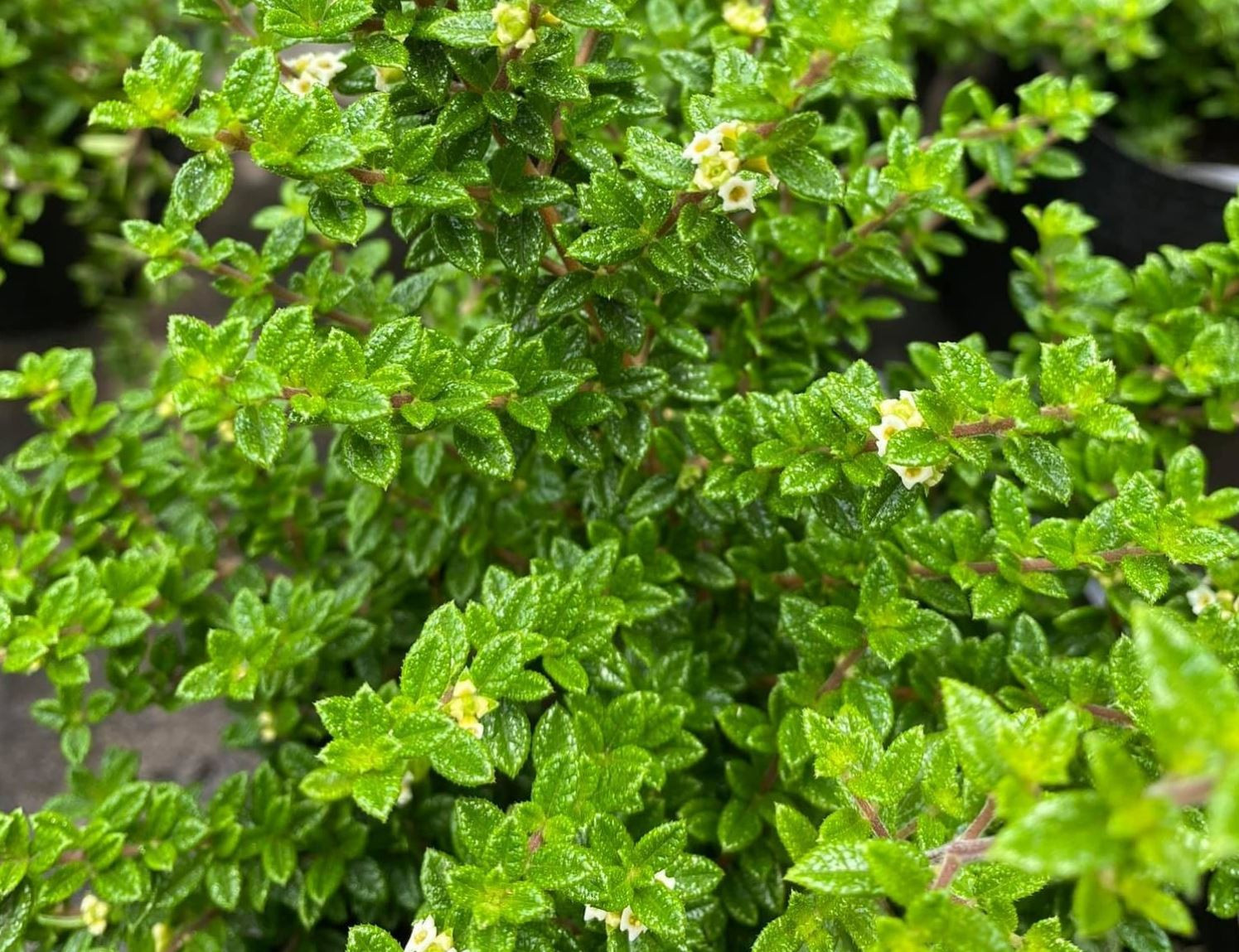 Cây hàm hương có nguồn gốc từ vùng Caribe