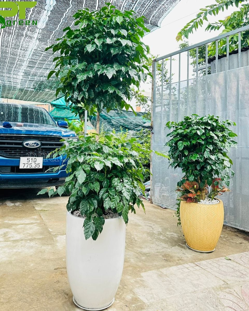 Cây Hạnh Phúc hai tầng với dáng vẻ độc đáo