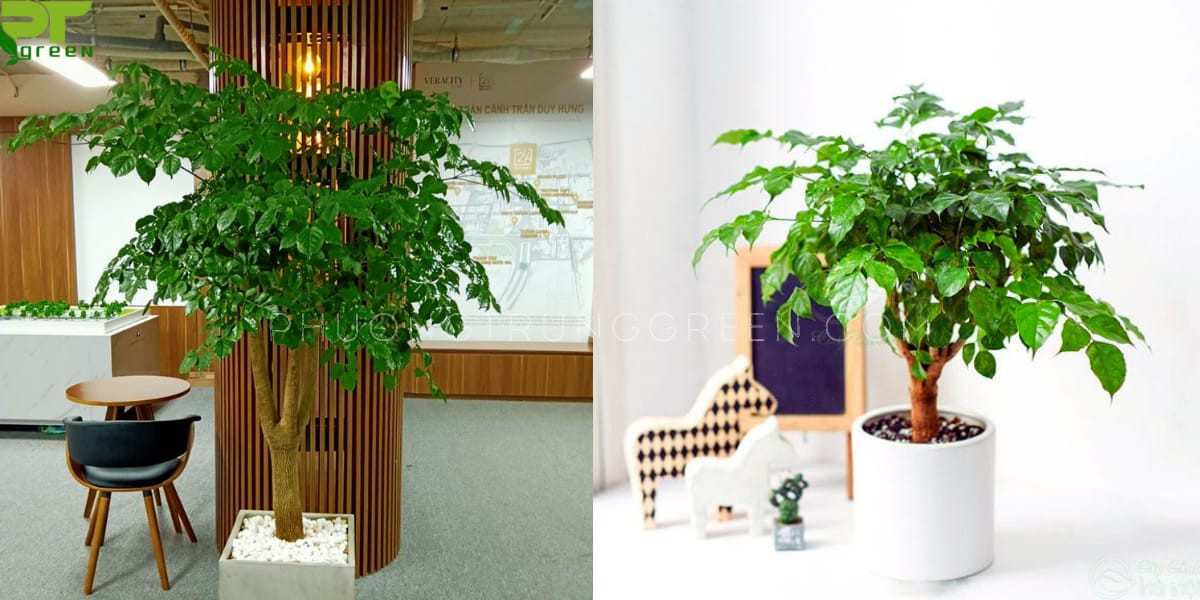 Cây Hạnh Phúc trang trí không gian văn phòng và nội thất nhà ở