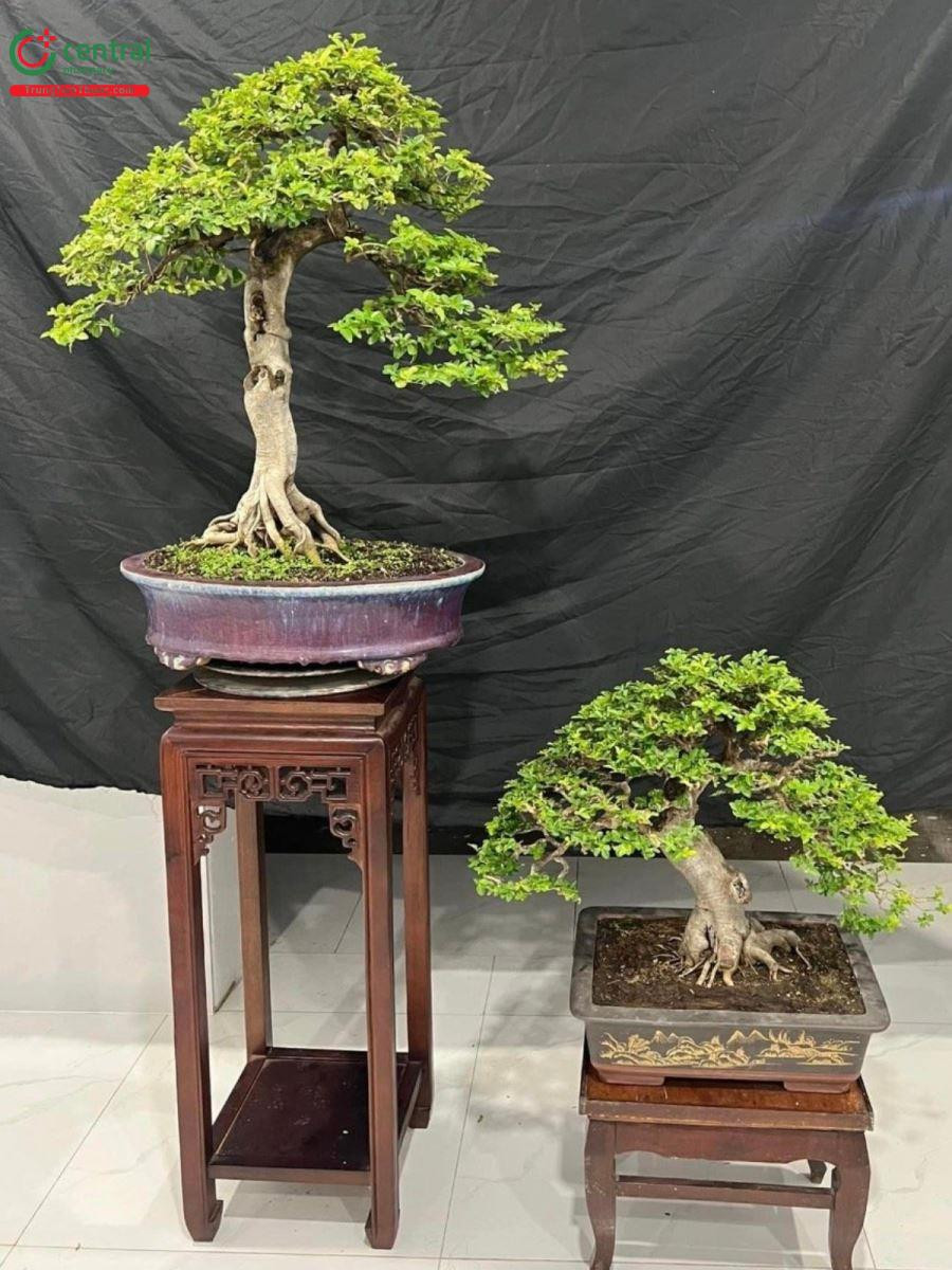 Cây Kim Quýt bonsai đẹp