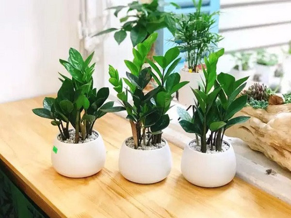 Cây kim tiền hợp mệnh phong thủy