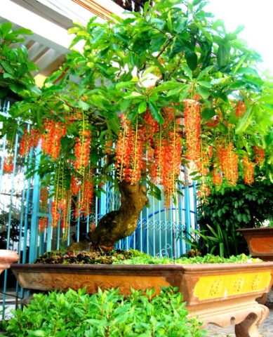Cây lộc vừng với thân gỗ đẹp mắt, tán lá xum xuê và hoa đỏ rực