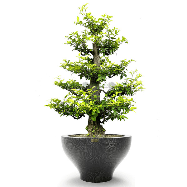 Cây mai chiếu thủy lá lớn bonsai