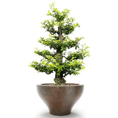 Cây mai chiếu thủy trong chậu