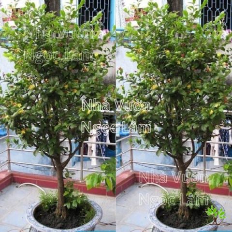cây mai tứ quý