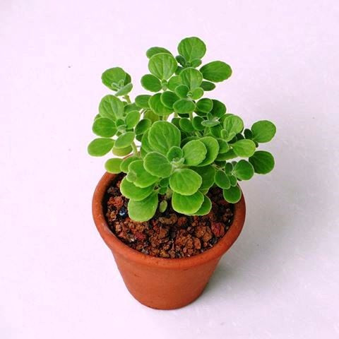 Cây nhất mạt hương xanh tươi với lá tròn và lớp lông mịn, hình ảnh đại diện cho sen thơm phong thủy