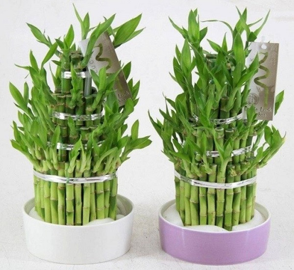 Cây phất lộc mang tài lộc