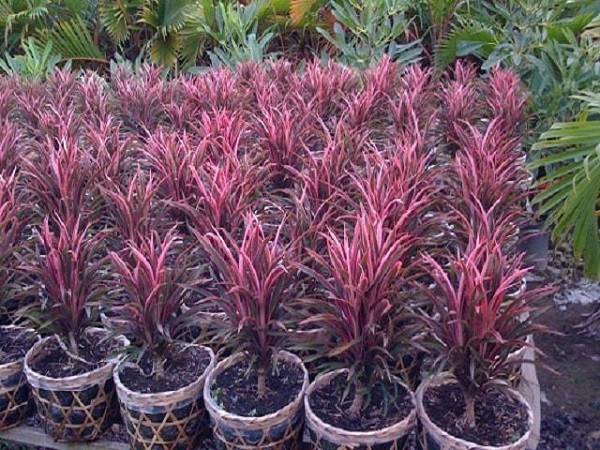 Cây phát tài đỏ hợp mệnh Hỏa