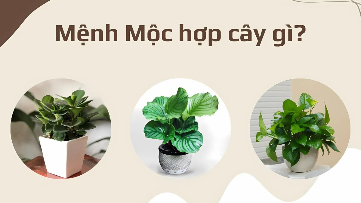 Cây phong thủy mang lại tài lộc cho mệnh Mộc