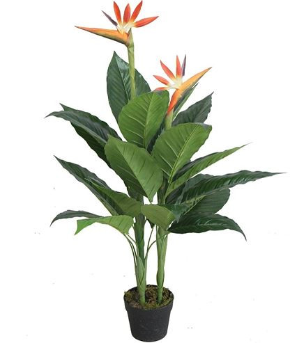 Cây Thiên Điểu phù hợp với mệnh nào