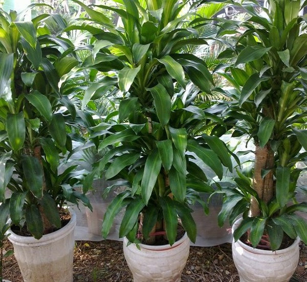 Cây thiết mộc lan phong thủy