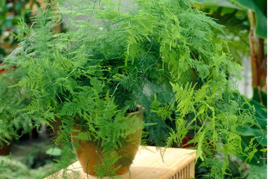 Cây thủy tùng cần được đặt dưới bóng râm có ánh sáng nhẹ để phát triển.