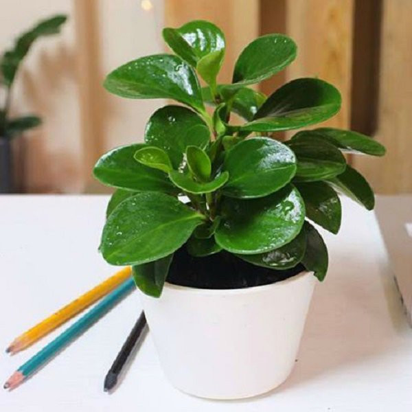 Cây trường sinh đang được tưới nước, biểu tượng cho sự sống và phát triển