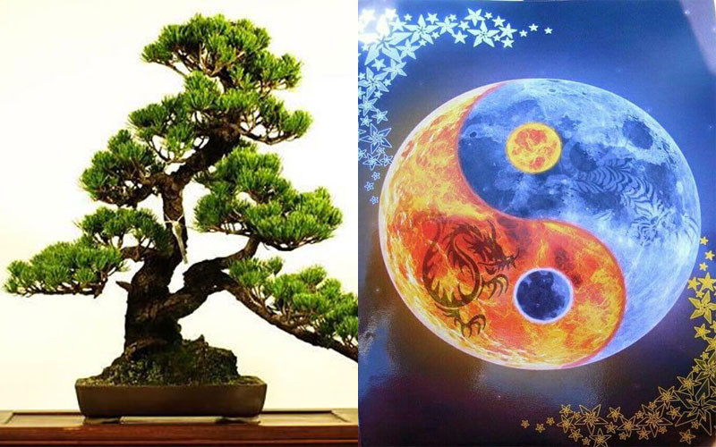 Cây tùng hợp với các mệnh khác như thế nào?