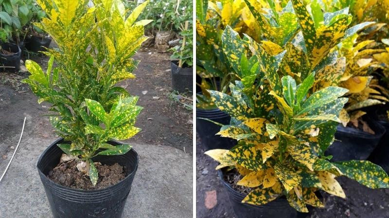 Cây vàng bạc được chăm sóc kỹ lưỡng