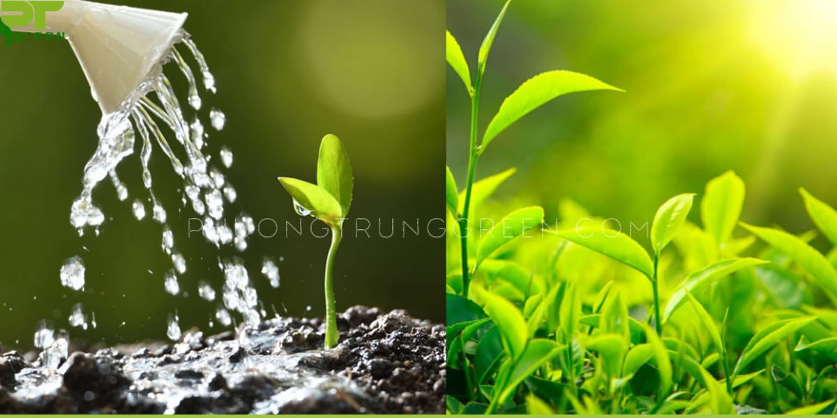 Chăm sóc cau cảnh với ánh sáng và nước hợp lý