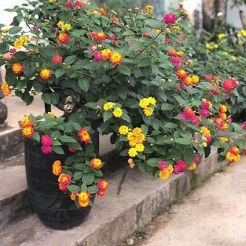Chậu cây hoa ngũ sắc nhiều màu sắc, mang ý nghĩa phong thủy tốt lành cho gia chủ