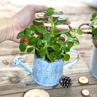 Chậu cây nhất mạt hương nhỏ xinh đặt cạnh cửa sổ, biểu tượng của sự thư thái và cây cảnh để bàn
