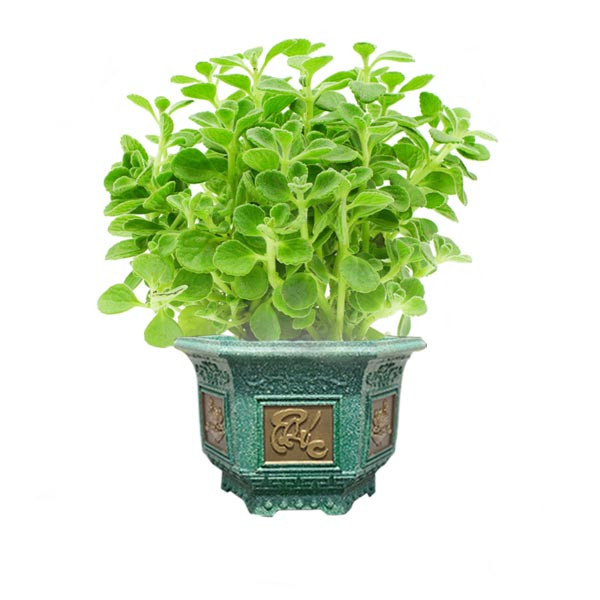Chậu cây sen thơm nhất mạt hương lớn hơn, phù hợp trang trí phòng khách và mang ý nghĩa phong thủy tốt lành