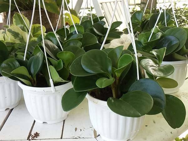 Chậu cây trường sinh xanh tươi đặt trên bàn làm việc