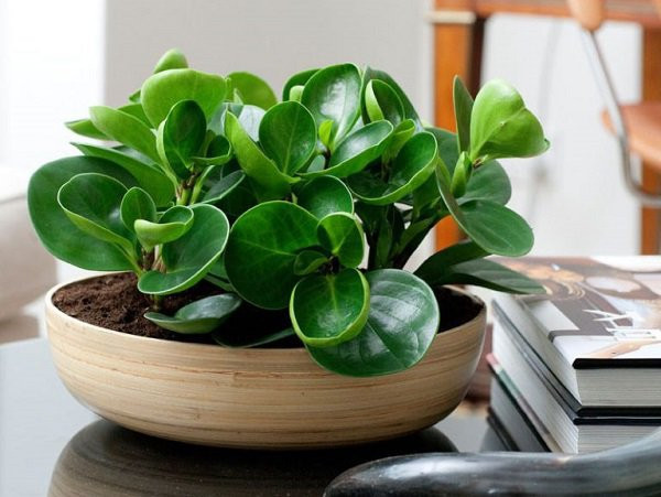 Đặc điểm lá xanh mọng nước của cây trường sinh