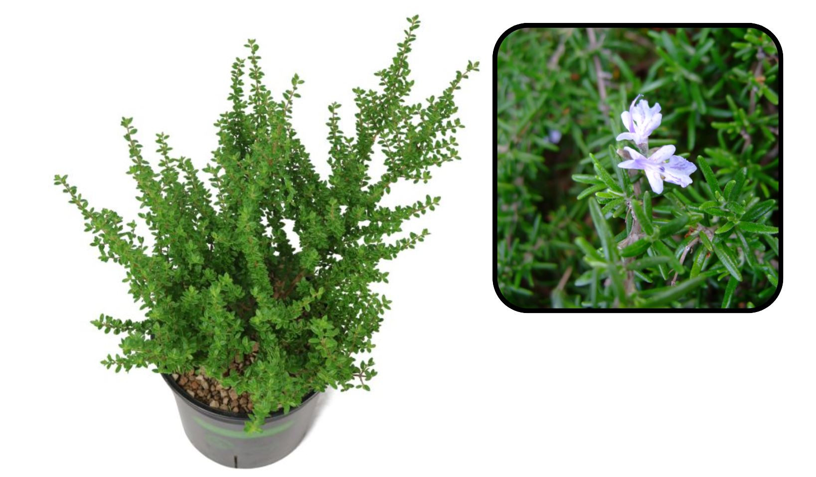 Đặc điểm nổi bật của cây hàm hương với lá nhỏ và hương thơm