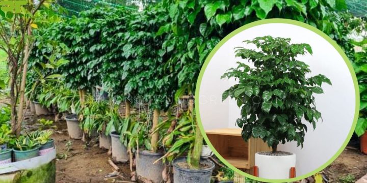 Đặc điểm tổng quan của cây Hạnh Phúc với lá xanh mướt