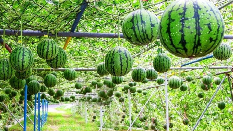 Dưa hấu vỏ xanh ruột đỏ, tượng trưng cho tấm lòng thành kính trên mâm quả cúng Rằm.
