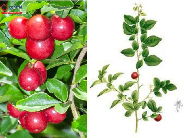 Hình ảnh cây kim quýt