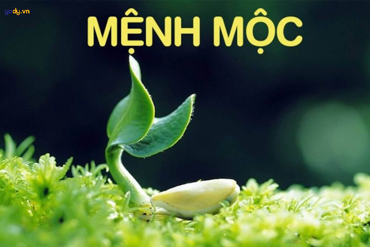 Màu đen mang lại may mắn cho người mệnh Mộc