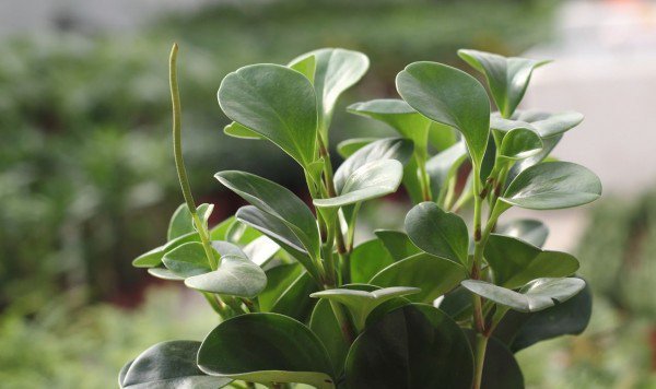 Phương pháp giâm lá để nhân giống cây trường sinh