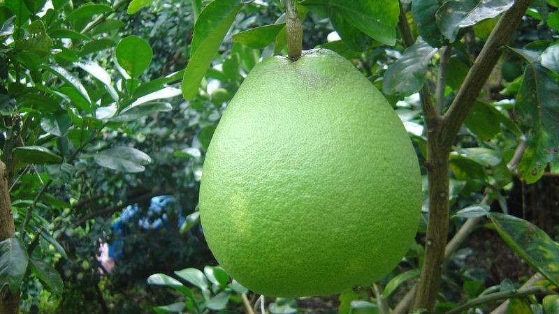 Quả bưởi tròn đầy, tượng trưng cho sự sung túc trên mâm cúng Rằm tháng 7.