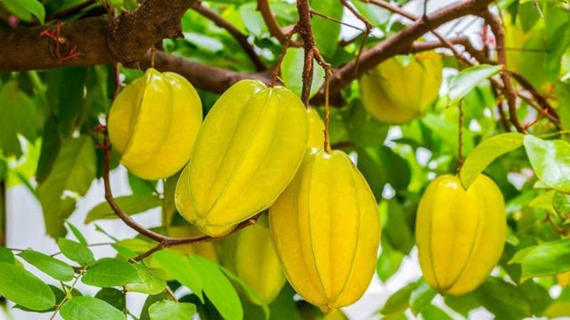 Quả có vị chua gắt hoặc đắng không nên dùng để dâng cúng tổ tiên.