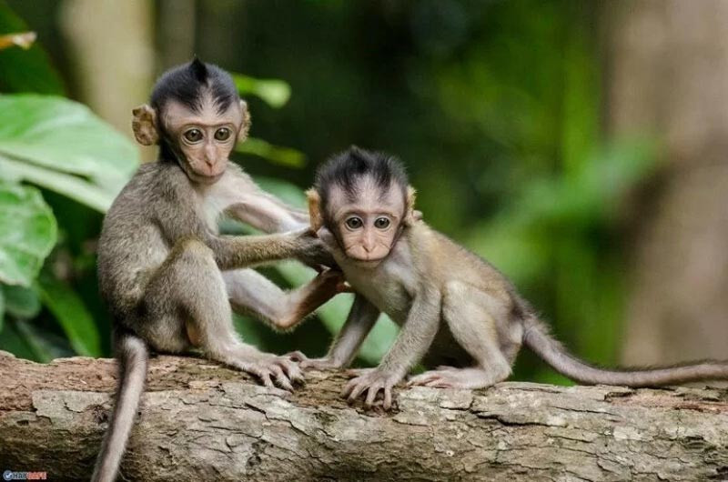 Tính cách nổi bật của người tuổi Mậu Thân 2028