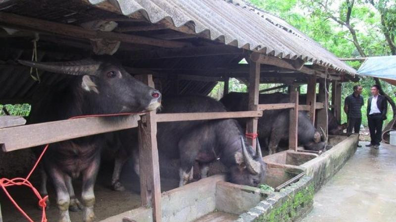 Văn khấn cúng chuồng trại, chăn nuôi