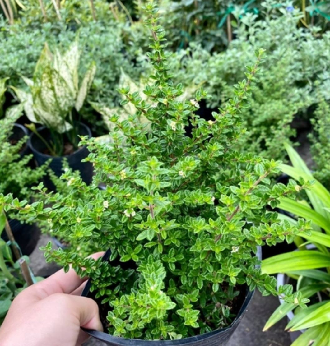 Ý nghĩa phong thủy của cây hàm hương trong việc thu hút tài lộc